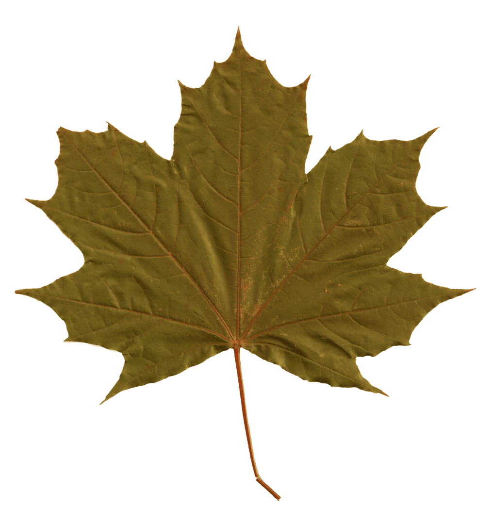 Green Maple Leaf on Transparent Background for Nature Concepts