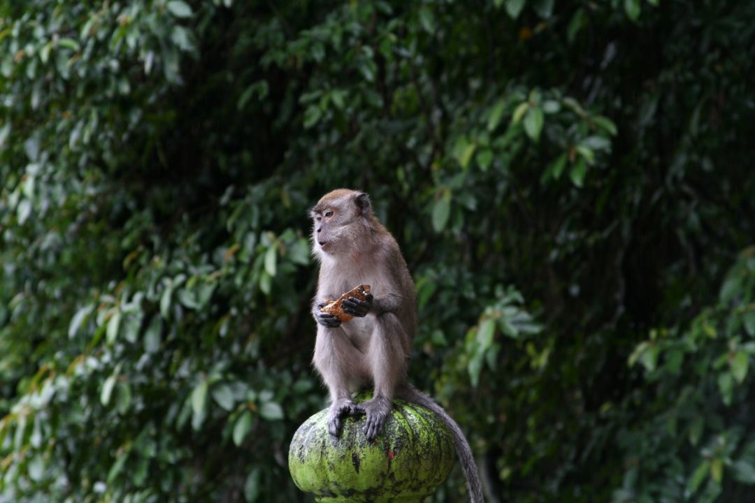 Monkey Eating on Top of Mossy Pillar in Jungle - Free Images, Stock Photos and Pictures on Pikwizard.com