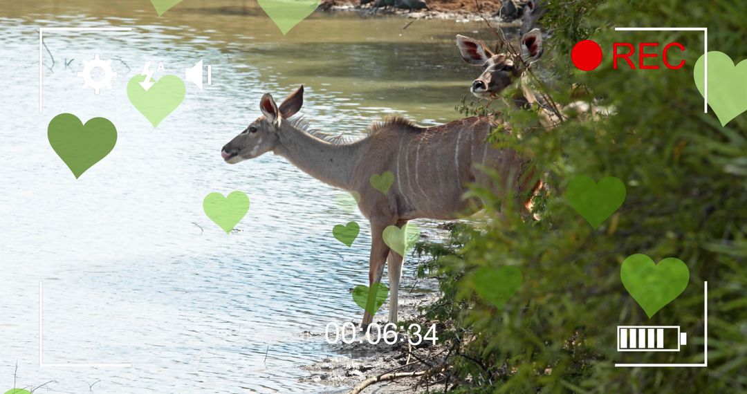 Antelopes by Water with Heart Graphics and Digital Overlay