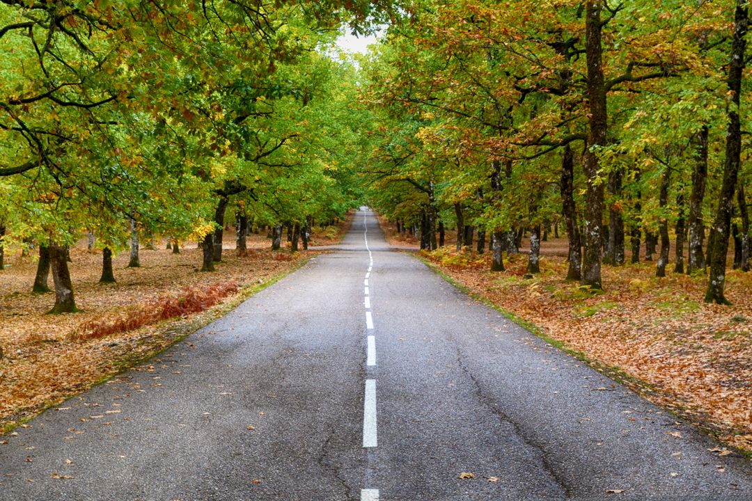 Symmetrical Tree-Lined Road in Autumn Forest