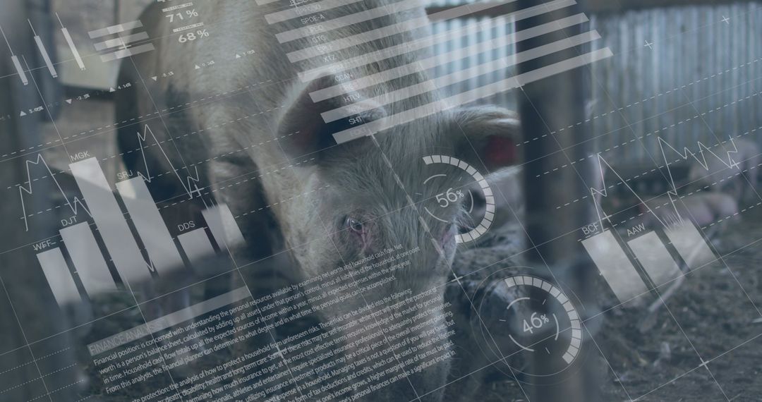 Digital Data Overlay on Pig Farm Illustrating Agriculture Analytics