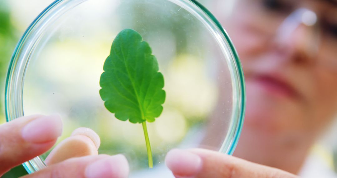 Botanist Examining Green Leaf Through Magnifying Glass in Laboratory - Free Images, Stock Photos and Pictures on Pikwizard.com