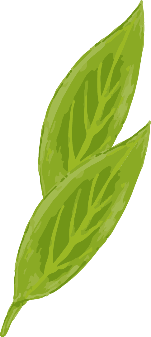 Minimalist Green Leaves with Vein Details on Transparent Background
