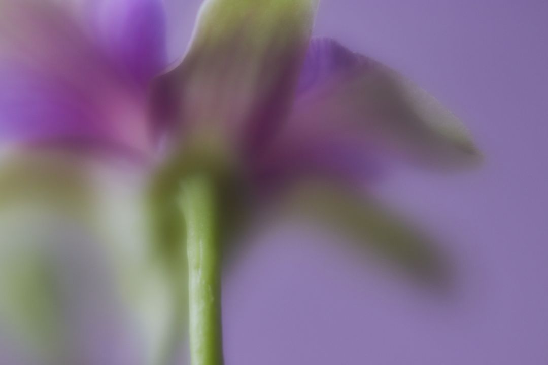 Blooming purple flower stem blurring into dreamy soft-focus macro background
