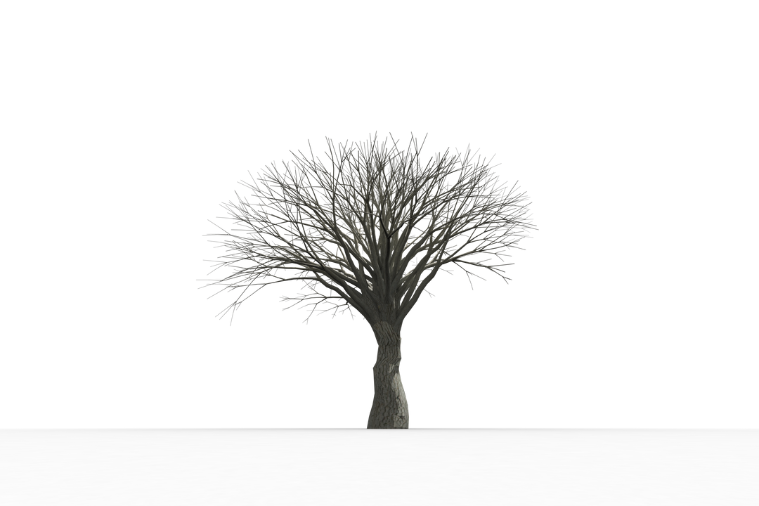 Transparent Silhouette of Dead Tree with No Leaves on White Background - Download Free Stock Images Pikwizard.com