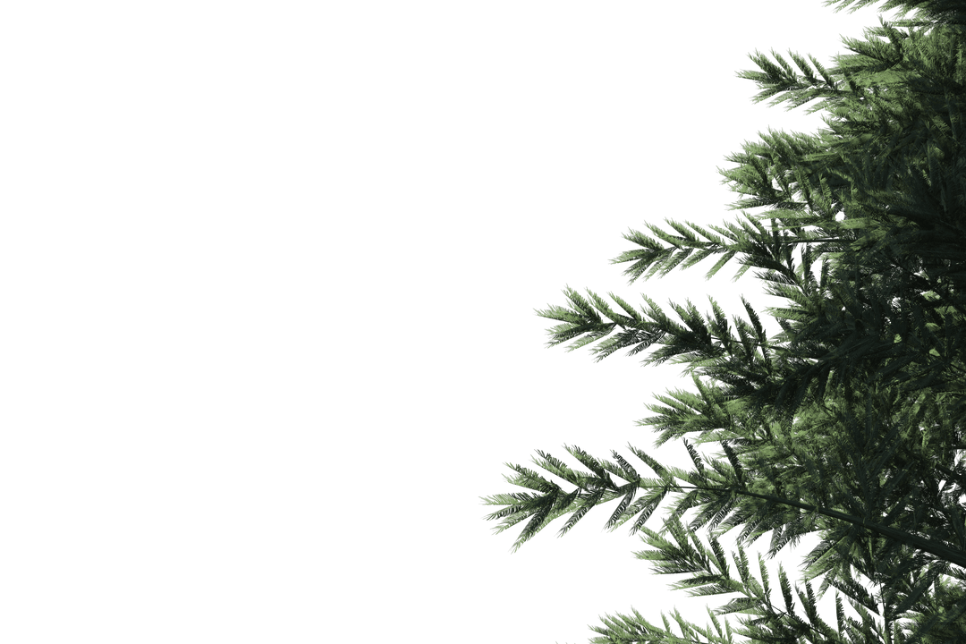 Green Fir Tree Branches on Transparent Background Isolated Illustration