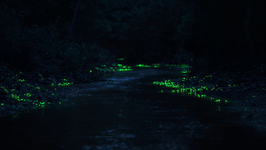 Mystical Forest Stream with Bioluminescent Glow at Night