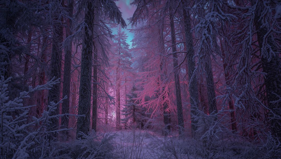 Magenta and Blue Winter Forest Path Through Frosted Pine and Spruce at Twilight