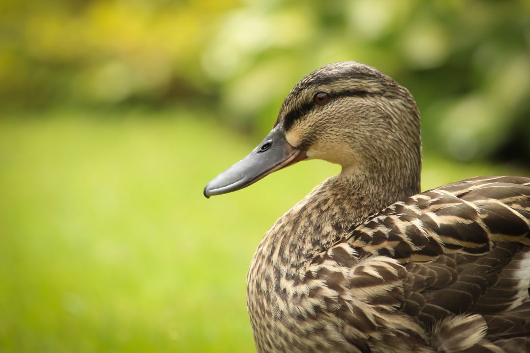 Close-up of Female Mallard Duck in Natural Habitat - Free Images, Stock Photos and Pictures on Pikwizard.com
