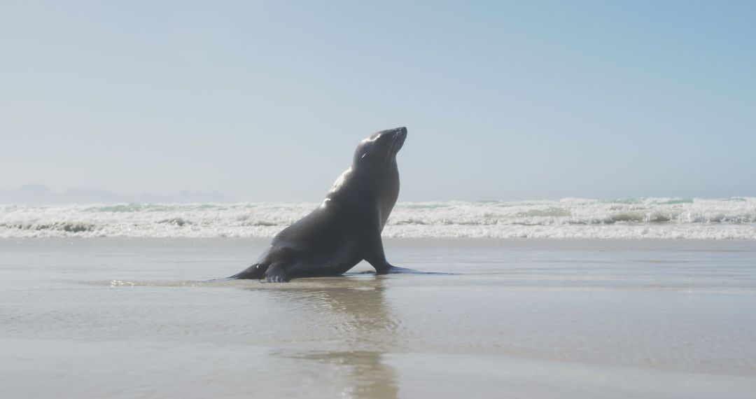 General view of sea and beach with seal, with copy space - Free Images, Stock Photos and Pictures on Pikwizard.com