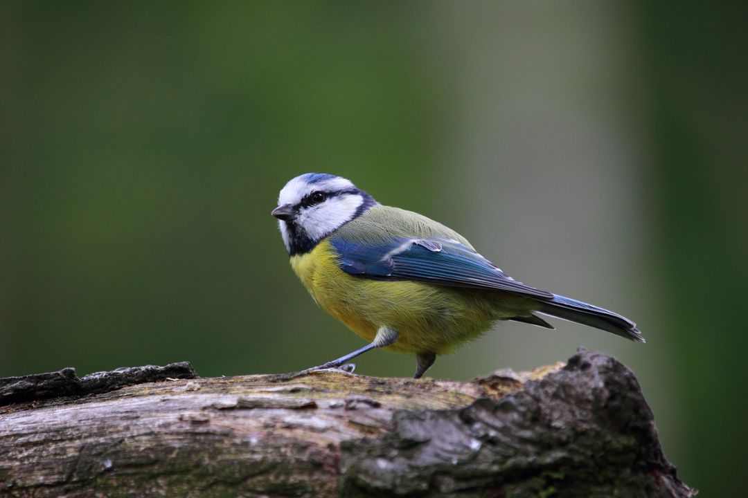Blue Tit Bird Perched on Log in Forest - Free Images, Stock Photos and Pictures on Pikwizard.com