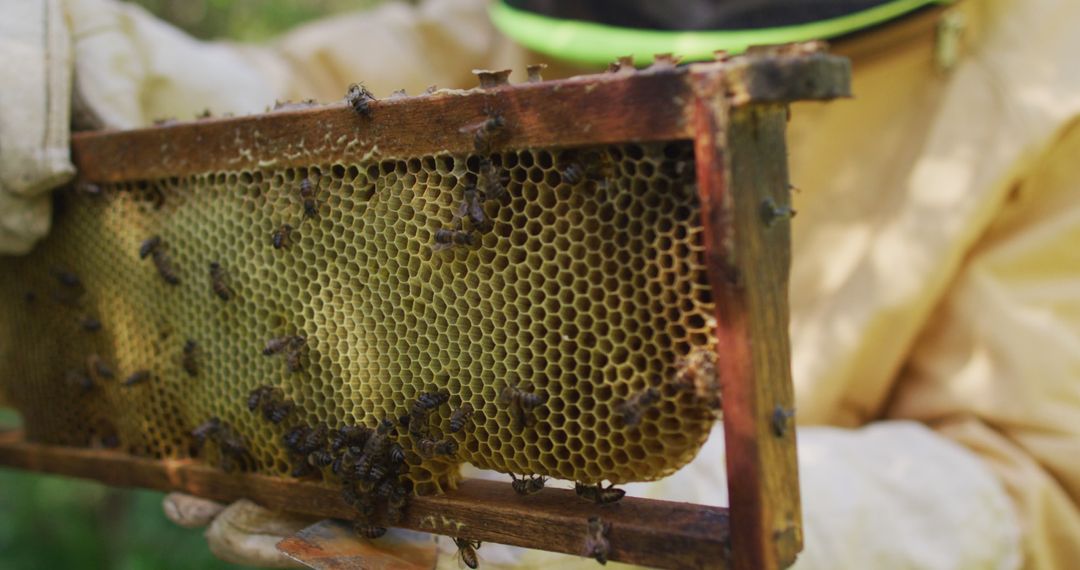 Beekeeper Inspecting Honeycomb Frame in Apiary - Free Images, Stock Photos and Pictures on Pikwizard.com