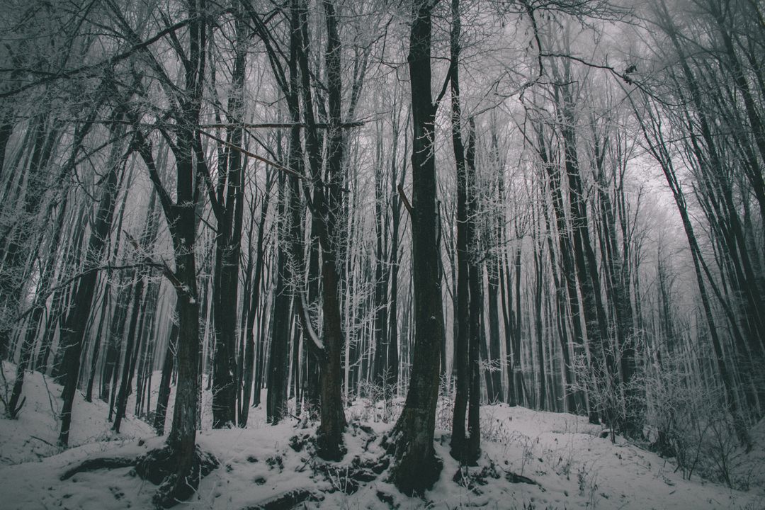 Mysterious Snow Covered Forest in Winter Fog - Free Images, Stock Photos and Pictures on Pikwizard.com
