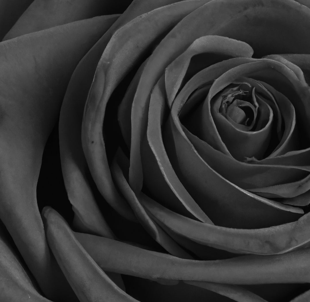Close up of black and white rose on black background - Free Images, Stock Photos and Pictures on Pikwizard.com
