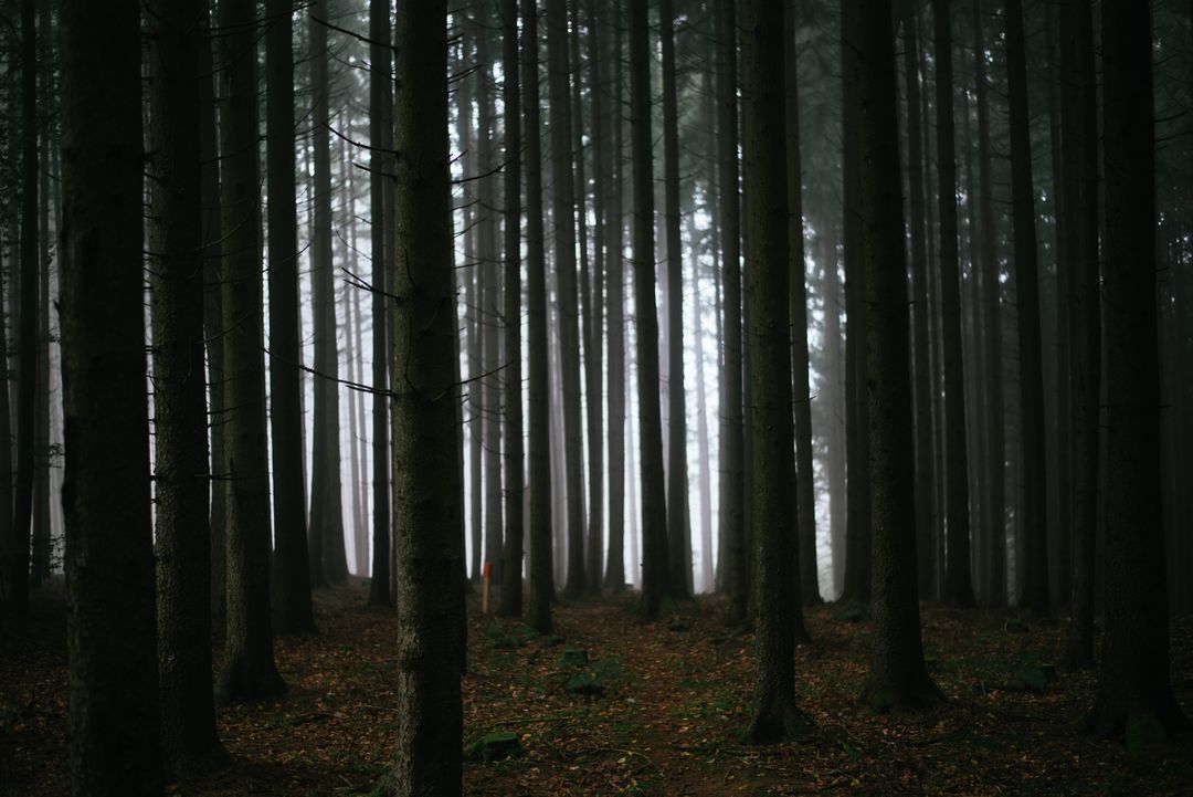 Misty Forest with Tall Pine Trees - Free Images, Stock Photos and Pictures on Pikwizard.com