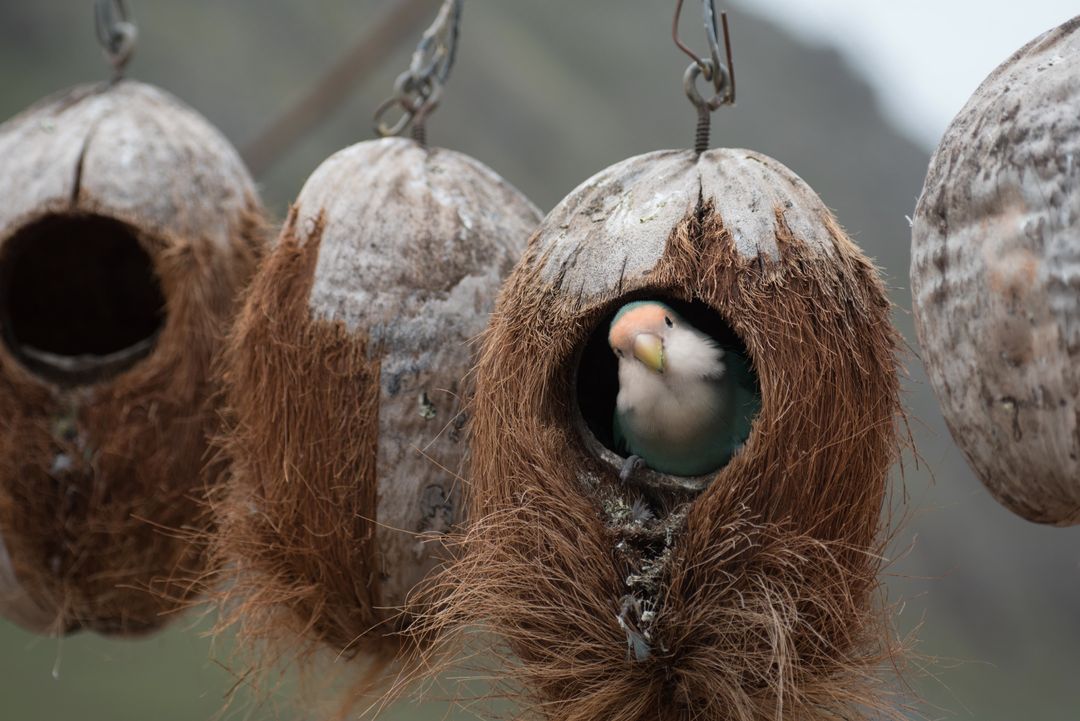 Lovebird Nestling Inside Coconut Birdhouse