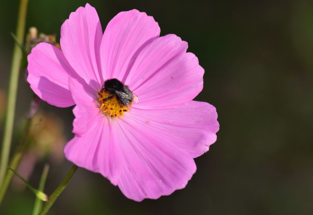 Pink Cosmos Flower with Bumblebee Collecting Nectar in Garden - Free Images, Stock Photos and Pictures on Pikwizard.com