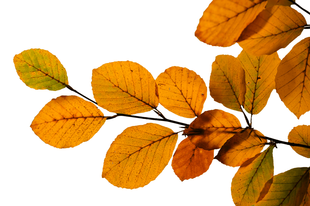 Golden Autumn Leaves Isolated on Transparent Background