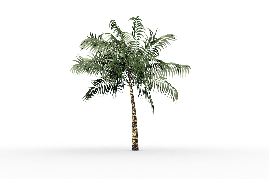 Isolated Tropical Palm Tree with Lush Foliage on Transparent Background