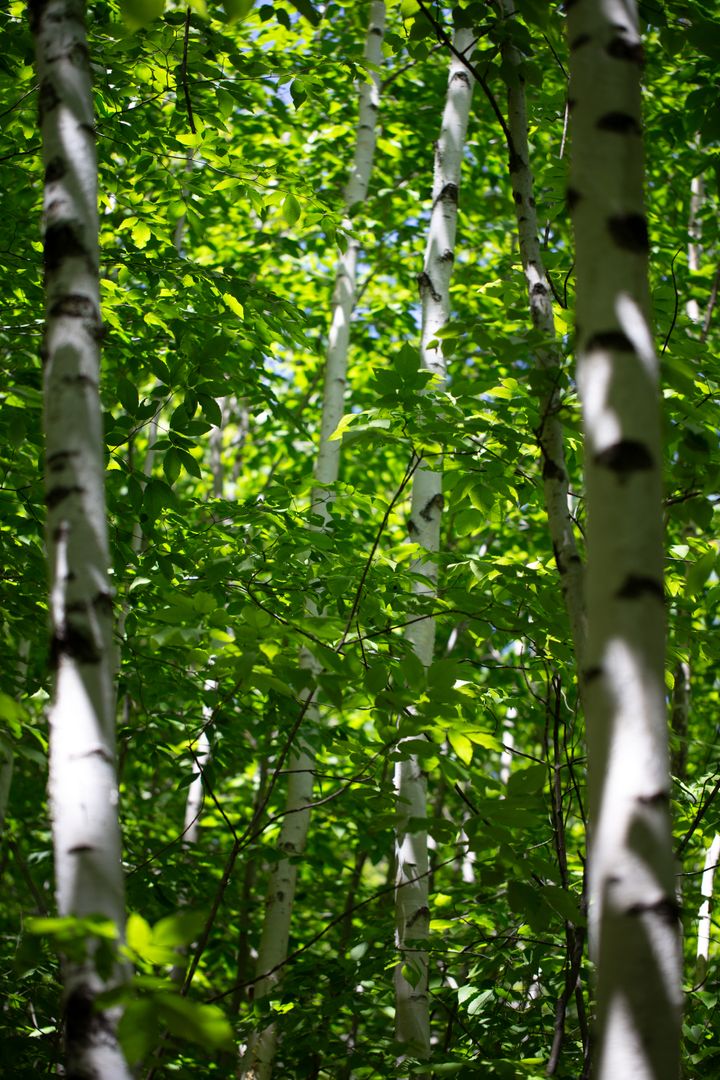 Lush birch forest with sunlight filtering through birch leaves