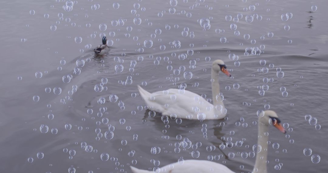 Bubbles Floating Over Swans and Duck in Serene Lake