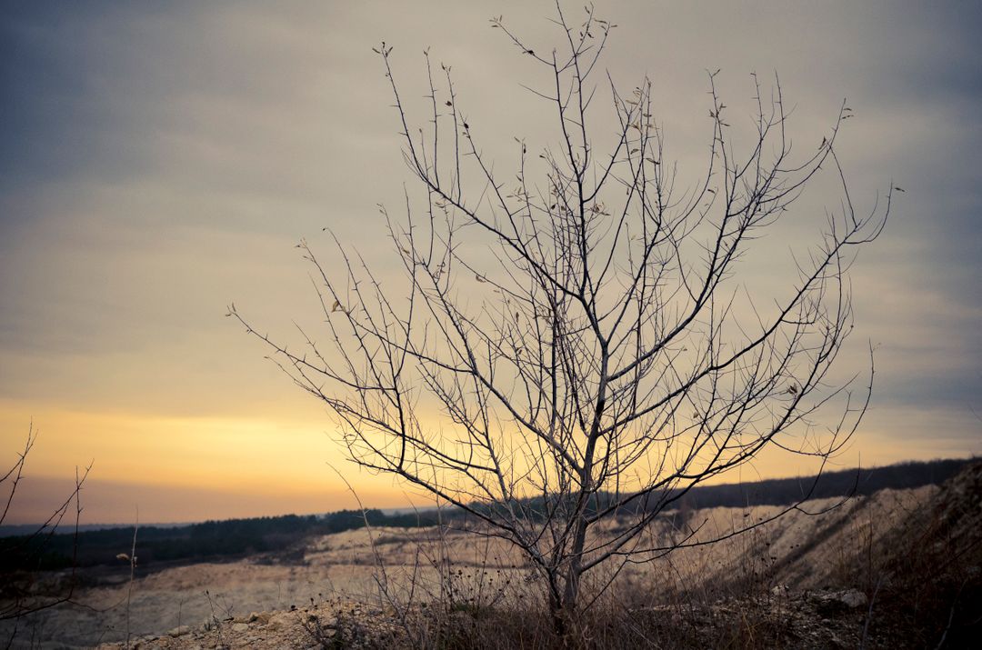 Leafless Tree on Hill During Sunset in Winter - Free Images, Stock Photos and Pictures on Pikwizard.com