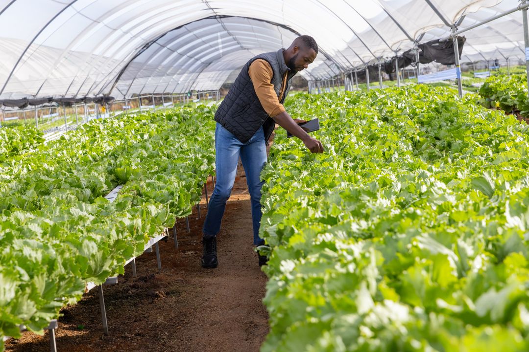 Agronomist Inspecting Lettuce in Modern Greenhouse Using Technology