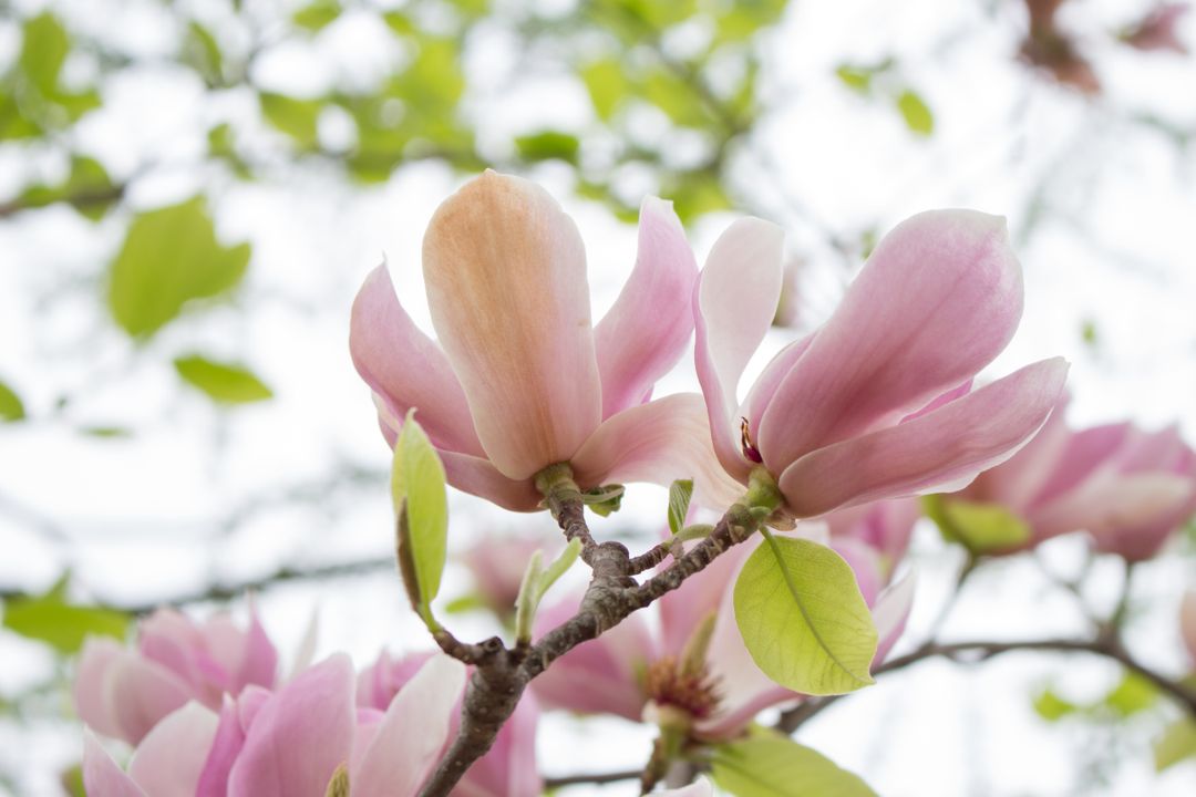 Close Up of Blooming Pink Magnolia Flowers on a Tree Branch - Free Images, Stock Photos and Pictures on Pikwizard.com