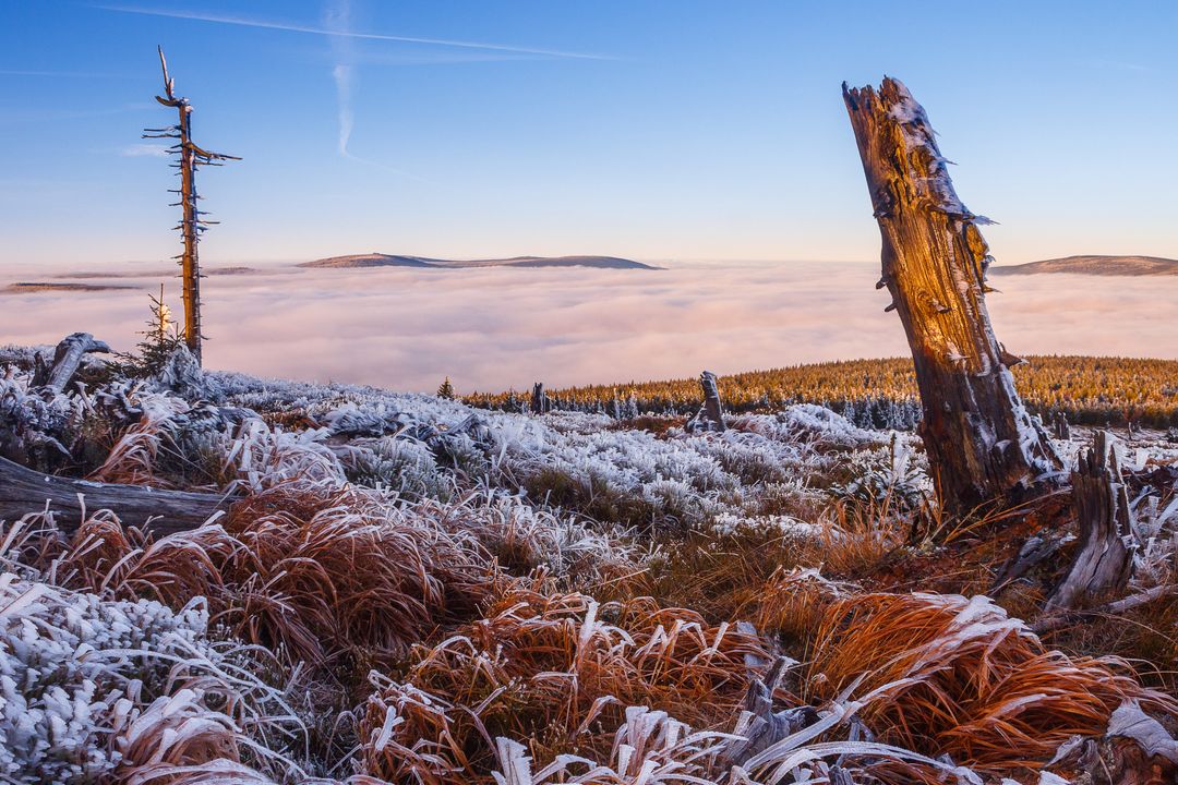 Dramatic Frost-Covered Landscape with Dead Trees at Sunrise - Free Images, Stock Photos and Pictures on Pikwizard.com