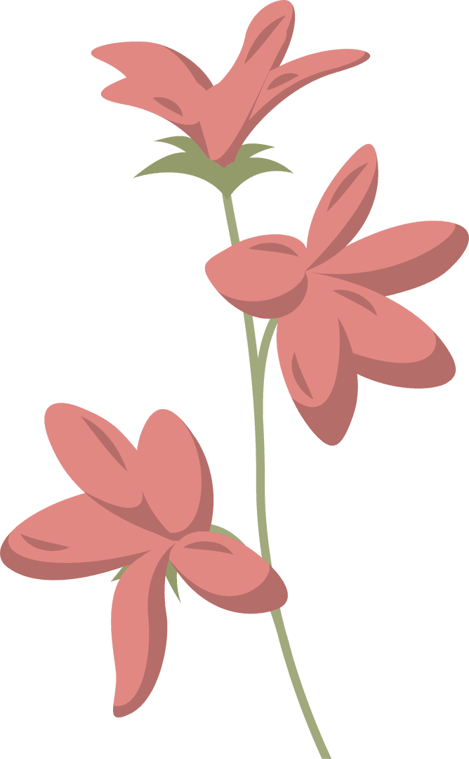 Transparent Coral Pink Flowers on Branching Stem Illustration