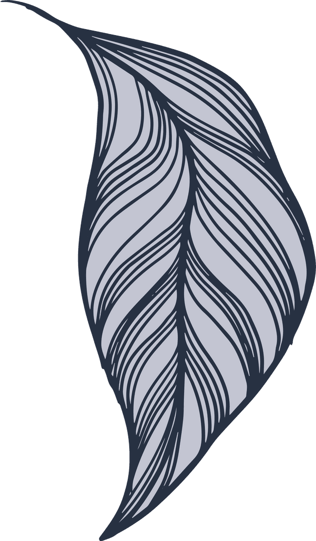 Elegant Stylized Leaf Illustration on Transparent Background