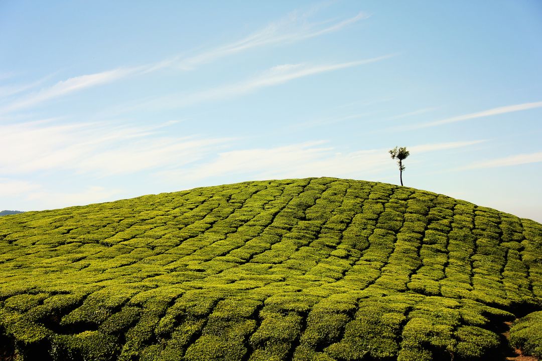 Solitary Tree on Lush Tea Plantation Under Clear Blue Sky - Free Images, Stock Photos and Pictures on Pikwizard.com