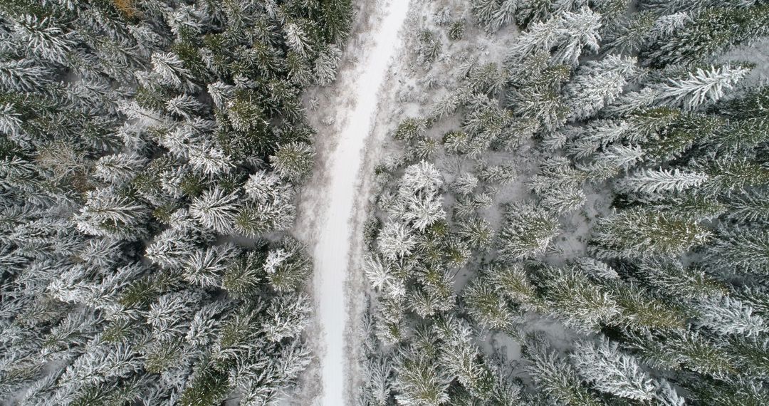 Aerial of road passing through the snow covered pine forest 4k - Free Images, Stock Photos and Pictures on Pikwizard.com