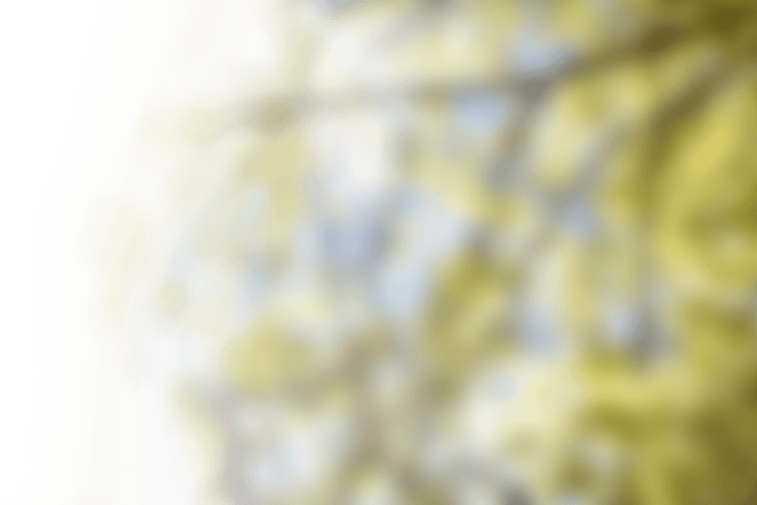 Defocused Tree Branches on Transparent Background Summer Scene