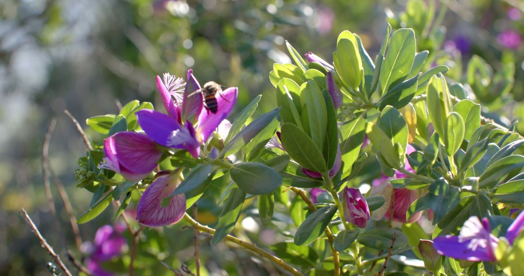 Bee Pollinating Purple Flowers in Sunlit Garden - Free Images, Stock Photos and Pictures on Pikwizard.com