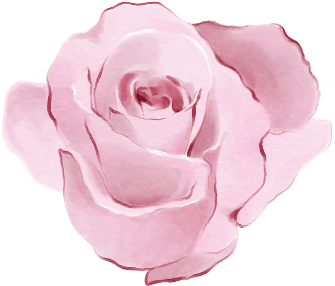 Pink Rose Watercolor Illustration on Transparent Background Isolated Vector - Download Free Stock Images Pikwizard.com