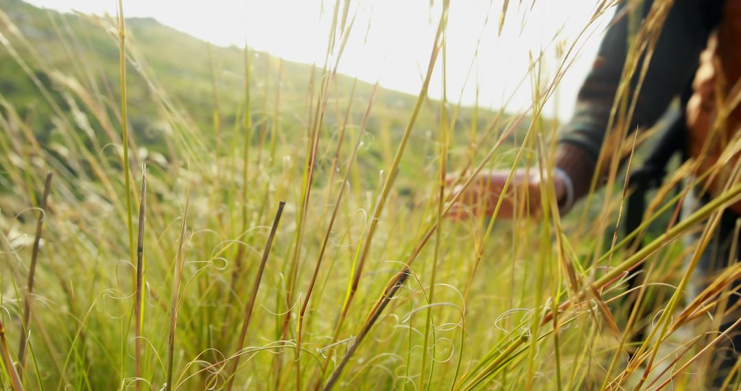 Person Touching Tall Grass in Sunny Field - Free Images, Stock Photos and Pictures on Pikwizard.com