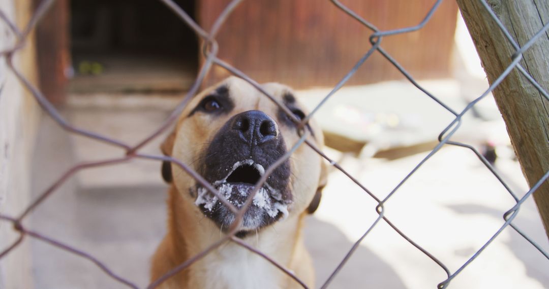 Lonely Dog with Foamy Mouth Behind a Chain Link Fence - Free Images, Stock Photos and Pictures on Pikwizard.com