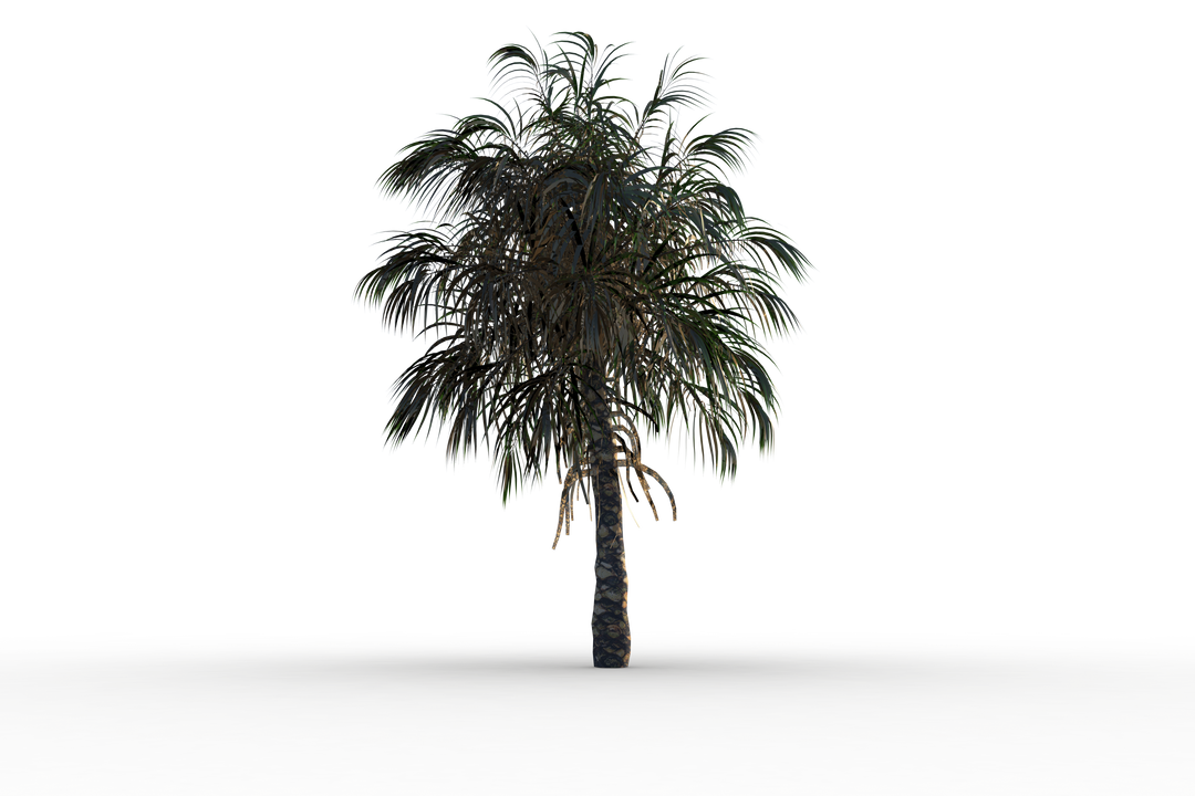 Transparent Tropical Palm Tree with Lush Green Foliage - Download Free Stock Images Pikwizard.com