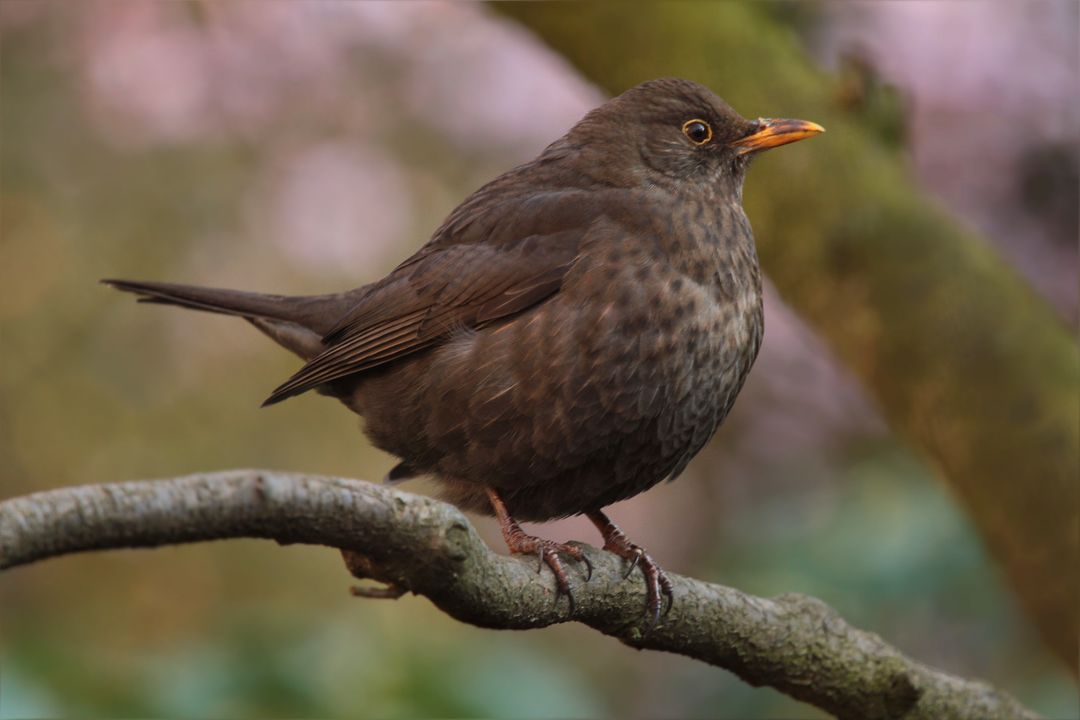 Close-up of Blackbird Perching on Tree Branch in Nature - Free Images, Stock Photos and Pictures on Pikwizard.com