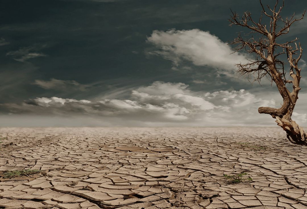 Barren Landscape of Drought with Lone Dry Tree - Free Images, Stock Photos and Pictures on Pikwizard.com