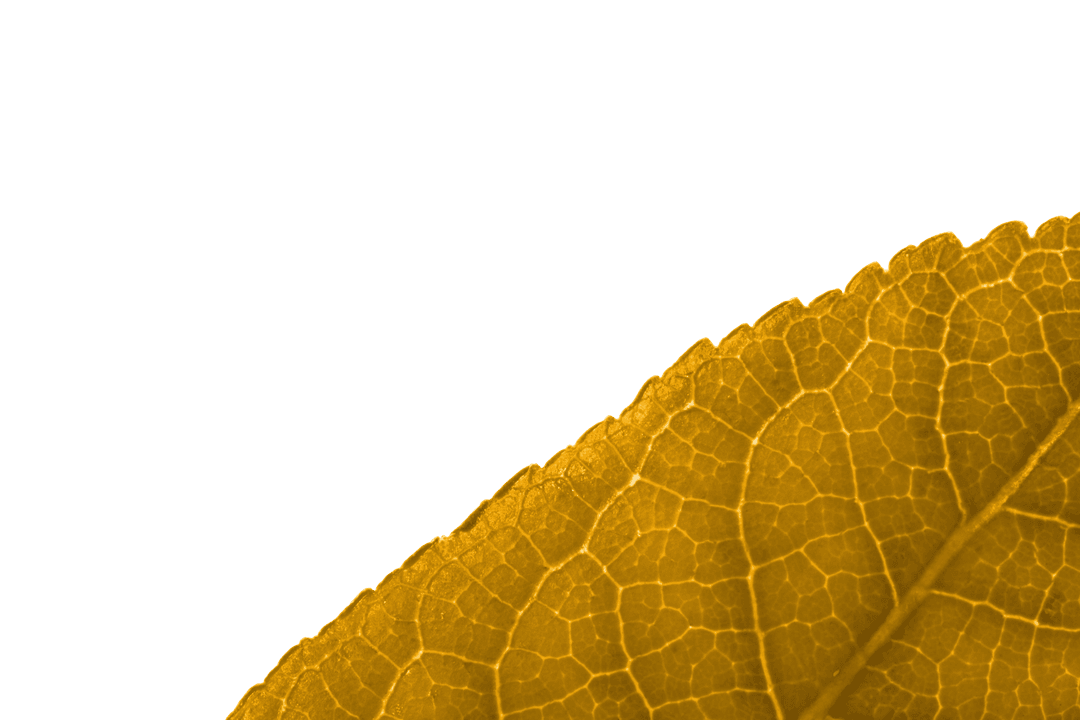 Transparent Yellow Leaf Illustration Vector Isolated