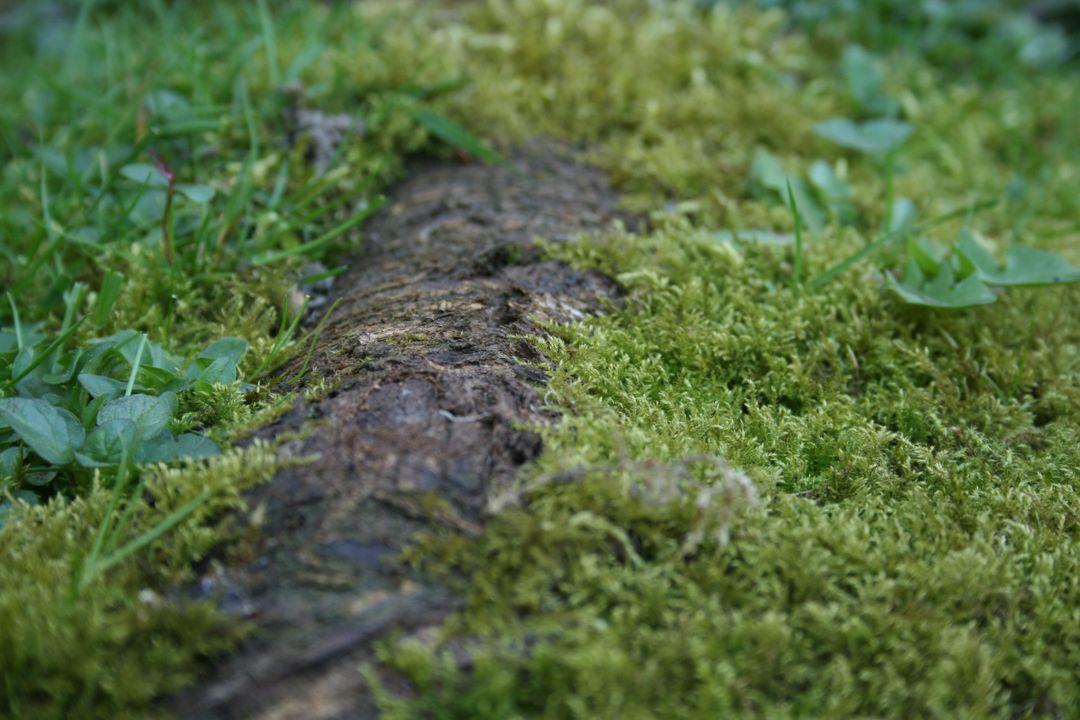 Close-up of Mossy Tree Trunk in Lush Forest Greenery - Free Images, Stock Photos and Pictures on Pikwizard.com