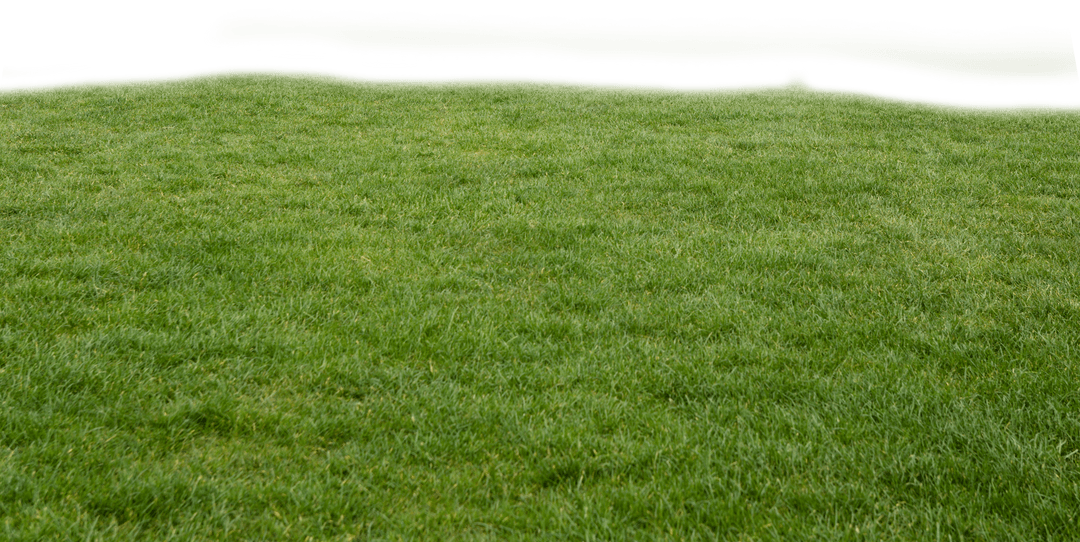 Transparent Green Grass Landscape on Transparent Background