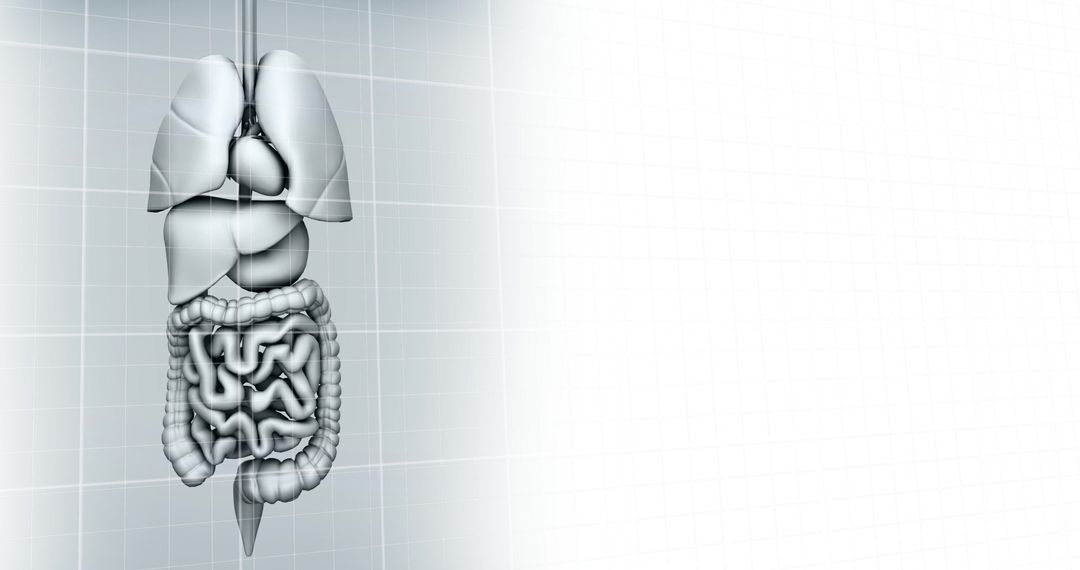 Human Internal Organs and Technological Graph Representation