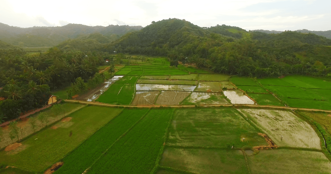 Aerial View of Lush Rice Fields with Mountain Background Silence