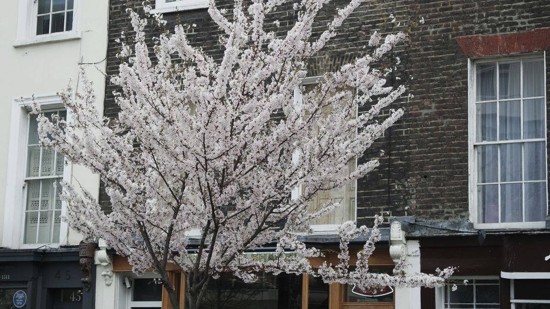 Beautiful Cherry Blossom Tree in Urban Neighborhood - Free Images, Stock Photos and Pictures on Pikwizard.com