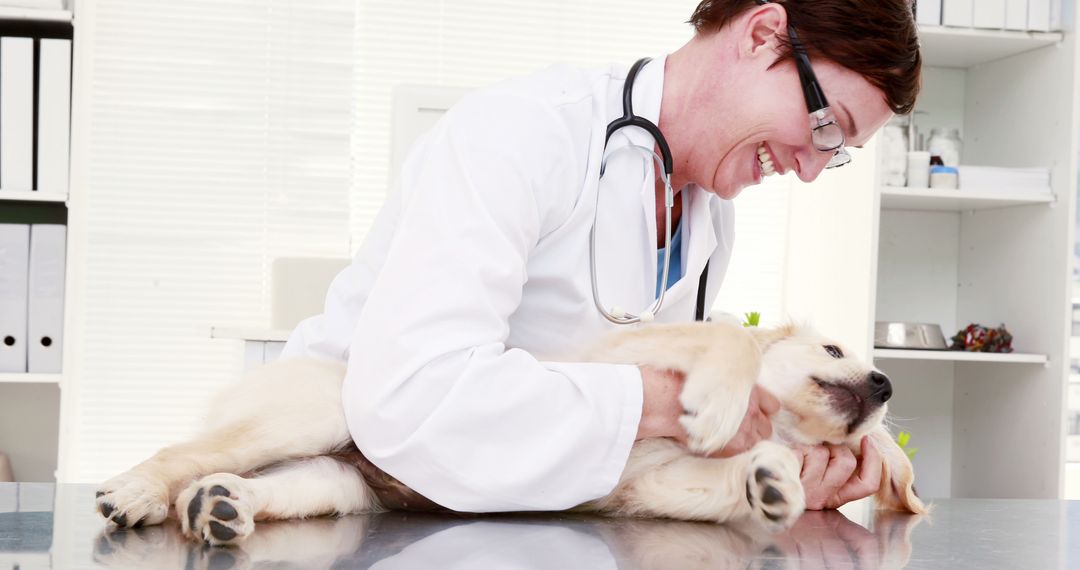 A vet showcases compassionate care while examining a joyful puppy. - Free Images, Stock Photos and Pictures on Pikwizard.com