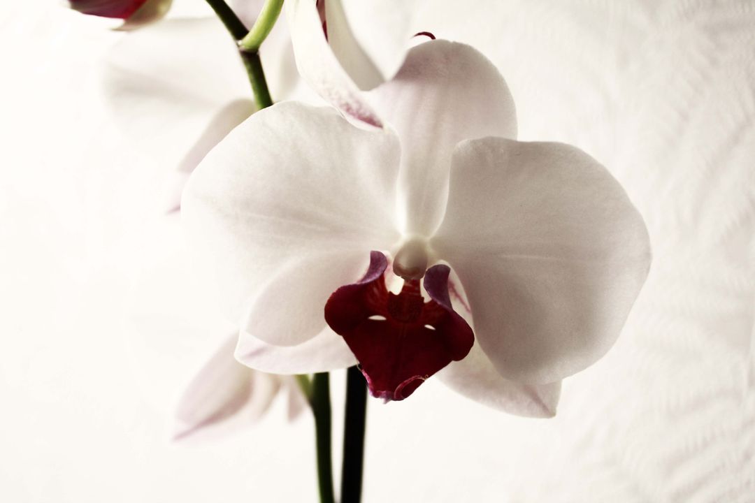 Close-Up of White Orchid with Red Center against White Background - Free Images, Stock Photos and Pictures on Pikwizard.com