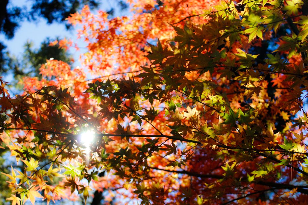 Sunlight Filtering through Colorful Autumn Leaves in Forest - Free Images, Stock Photos and Pictures on Pikwizard.com